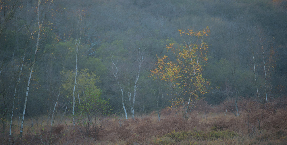 Autumn Bolderwood Birch